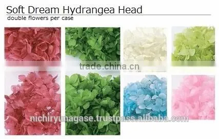 Pretty hydrangea preserved flowers with various species