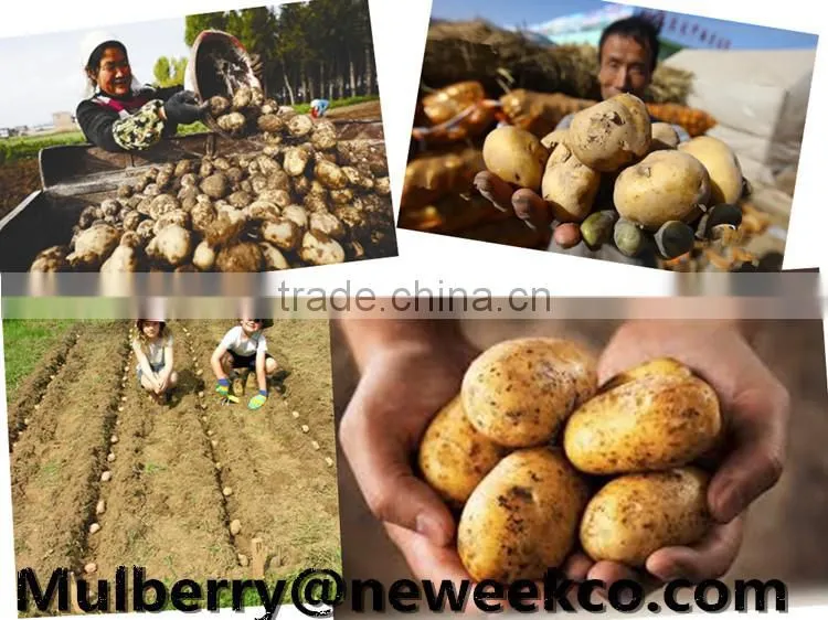 Neweek agricultural tractor 1 row potato planter