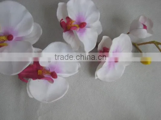 Orchid Flower