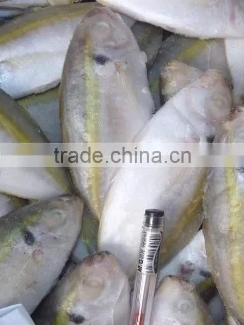 competitive wholesale fish horse mackeral