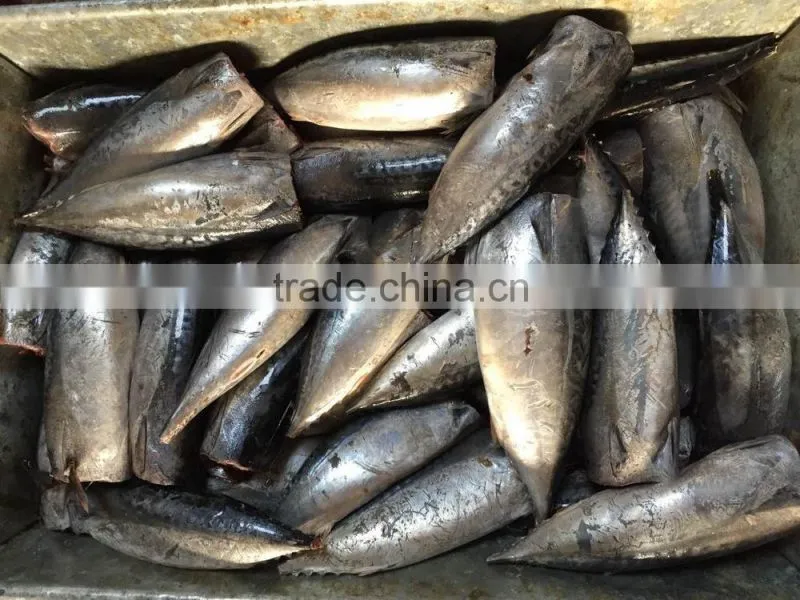 2015 frozen bonito HGT 150-300g/pc new processing