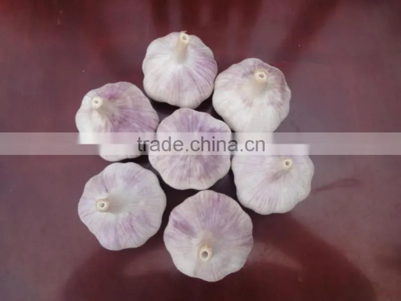 fresh garlic