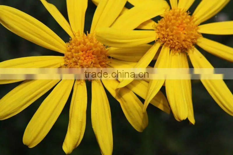 Macro Close Up Filter Lens Kit +1 +2 +4 +10