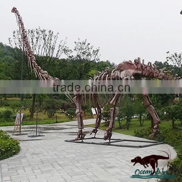 OA-SD-L36 Exhibition equipment dinosaur fossil skeleton replica
