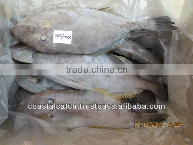 LEATHER JACKET FISH FROZEN