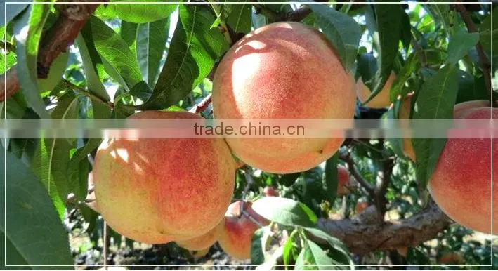 fresh honey peach fruit from Chengdu plain