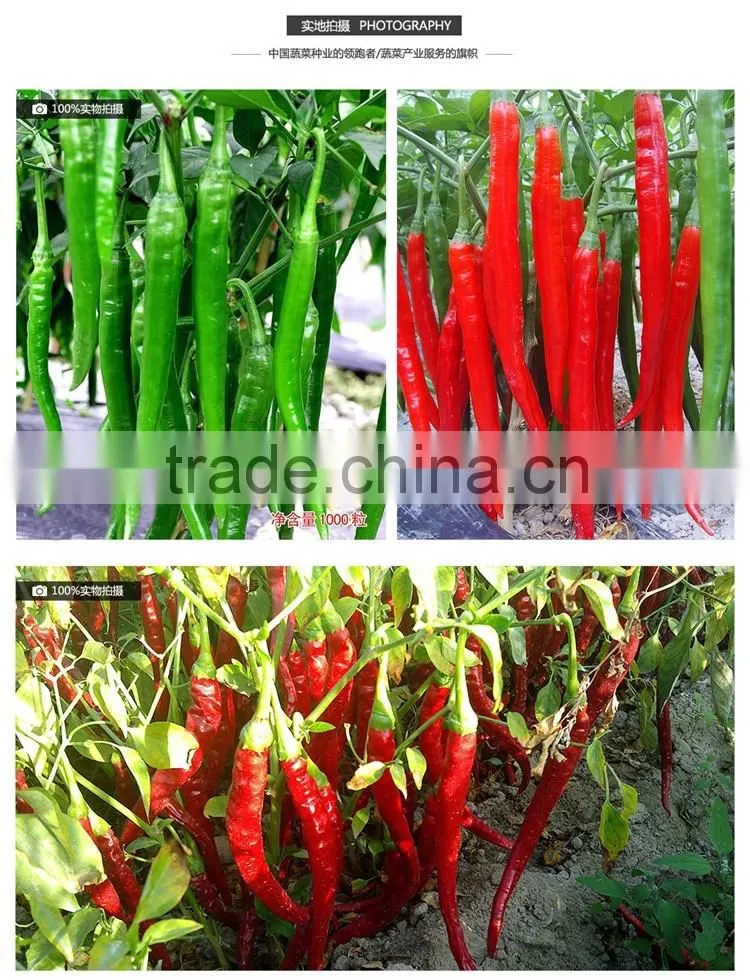 Hot sale hybrid high yield chili pepper seeds-Fragrant spicy No.12