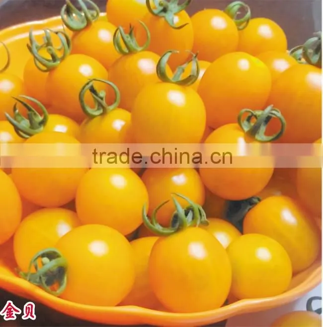 2016 Good quality Hybrid Golden yellow Cherry tomato seeds for growing and for sale-Golden Baby