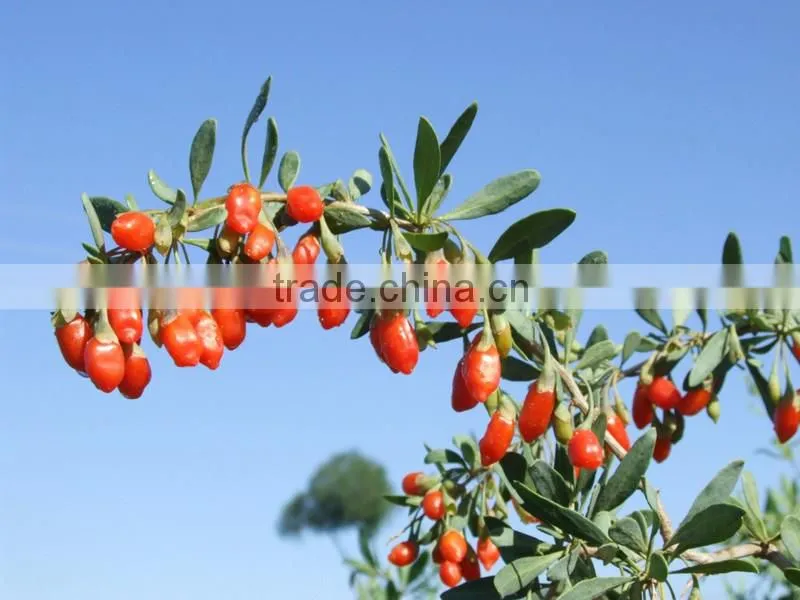 Lycium barbarum goji berry dried medlar low price