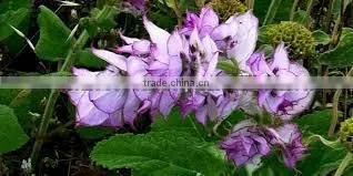 BEST EXPOTER OF CLARY SAGE OIL