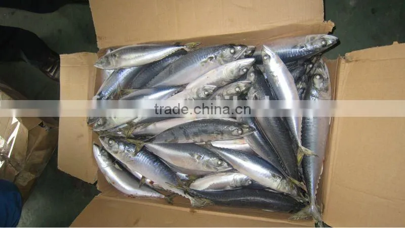 Good quality frozen Spanish Mackerel