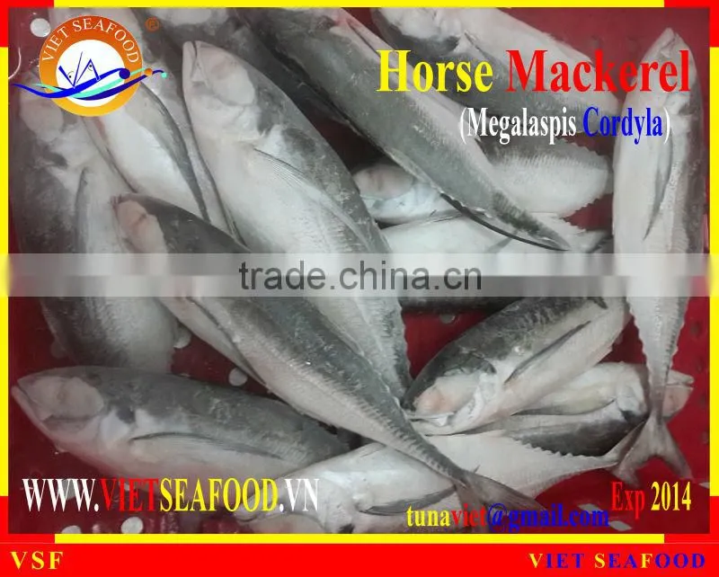 FROZEN W/R HORSE MACKEREL