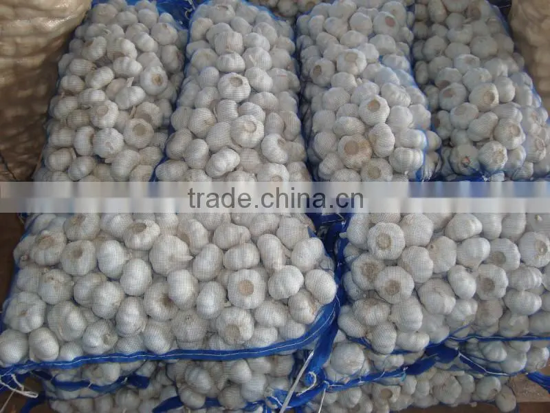 garlic seeds garlic price