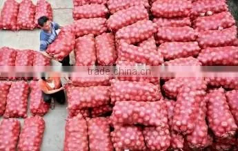 onion price
