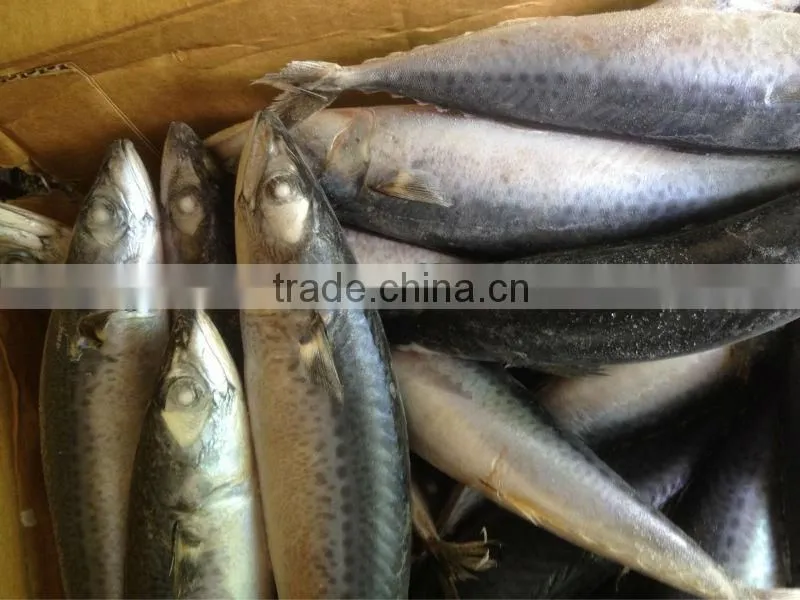 New fishing 200-300g WR frozen mackerel for market