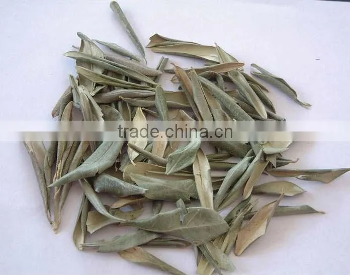 natural Olive Leaf Extract 20% 40% Oleuropein