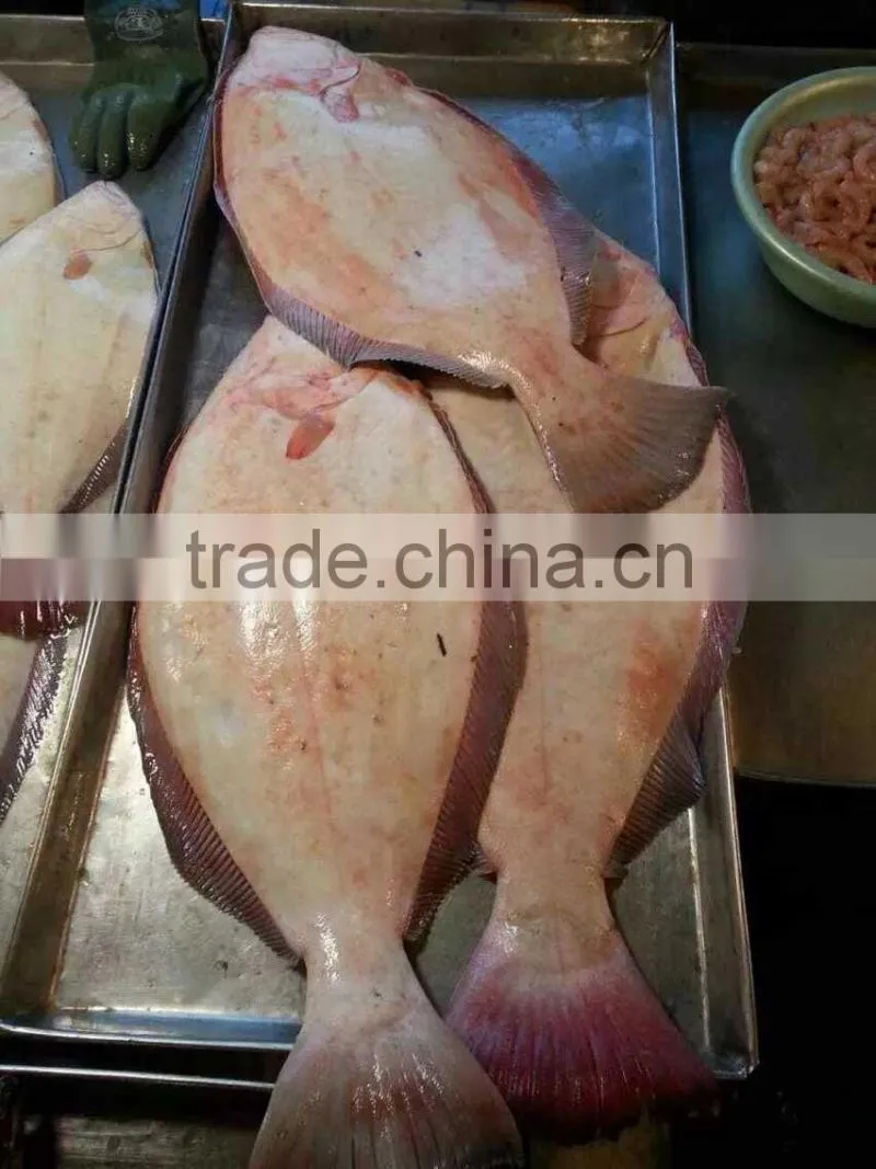 New Arrival Frozen Fish Flounder