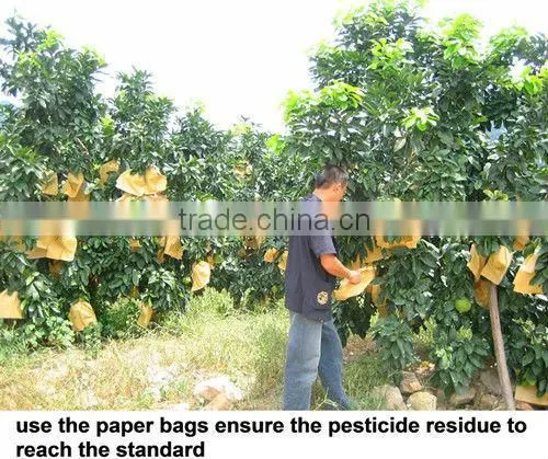 2015 GuanXi high quality fresh pomelo