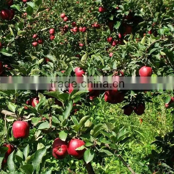 Fresh Huaniu apple from Gansu province fresh huaniu apple