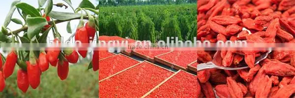 Bulk goji berries goji berry price