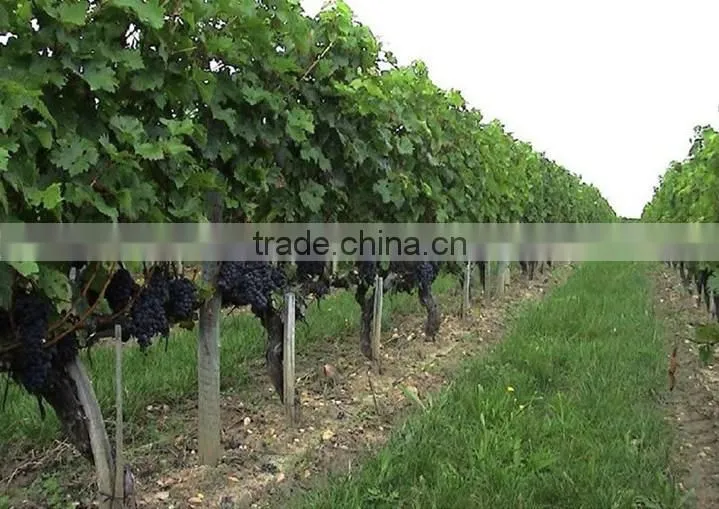 Easy survival putao shu:The grape seedling