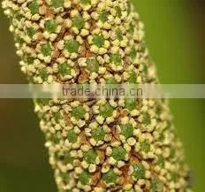 Calamus Oil