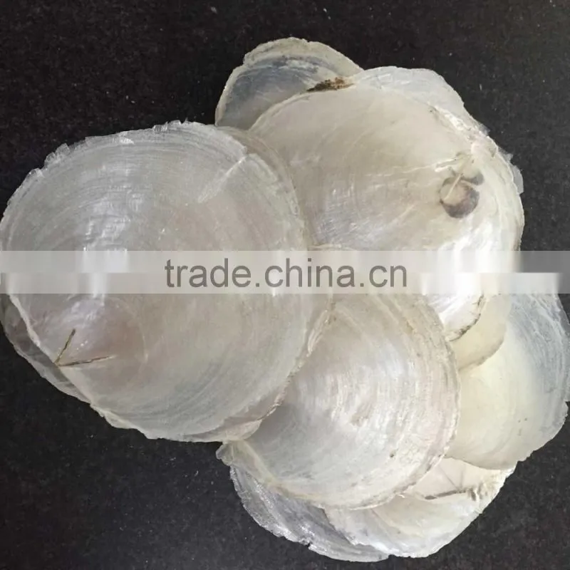 Polished australia abalone seashell paua raw