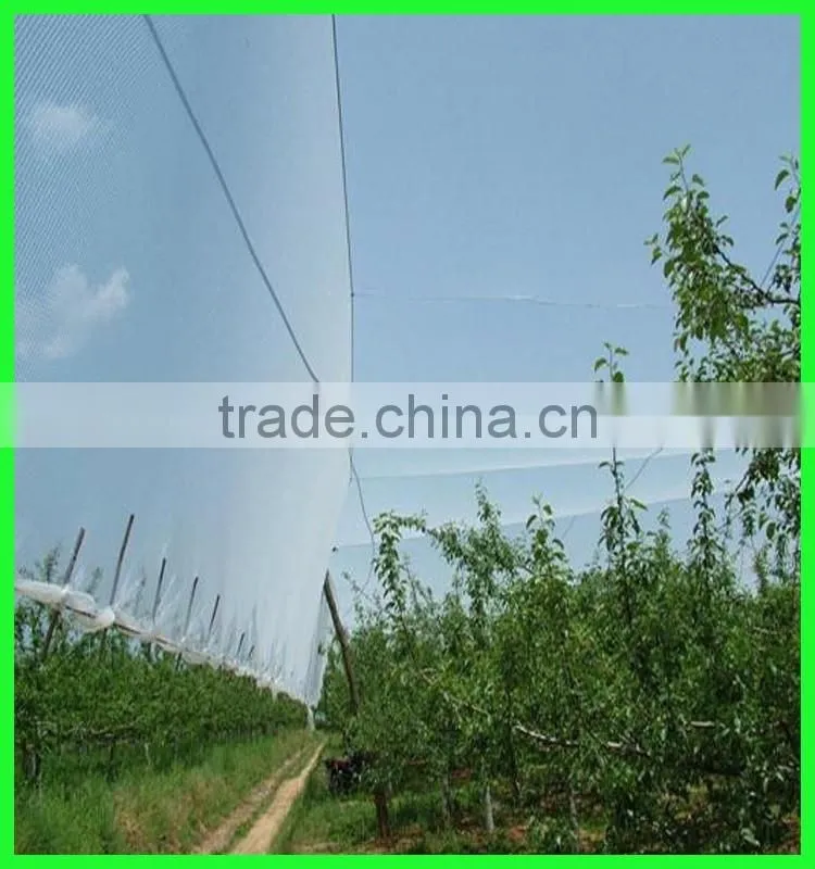 apple tree hail guard net /protection net for trees with competitive price