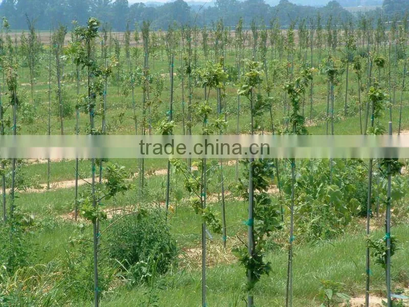 1/4'' FRP Stake