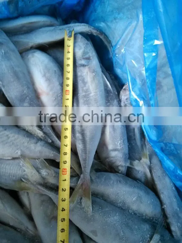 frozen horse mackerel whole round