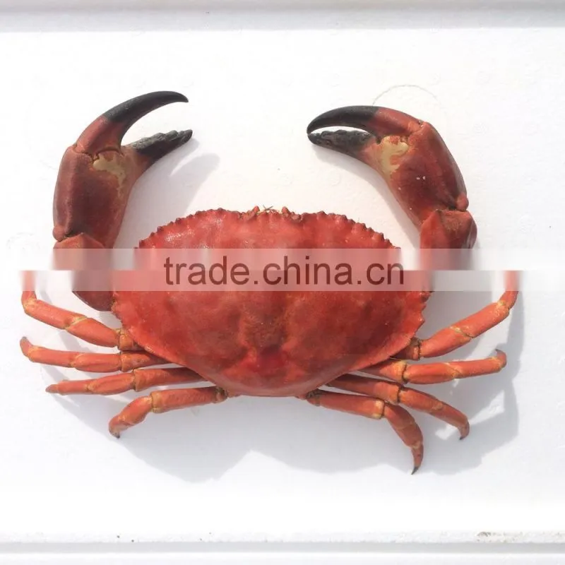 EDIBLE CRAB, RED STONE CRAB