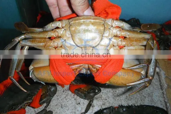 LIVE Egg Mud Crab Vietnam, Female Mud Crab
