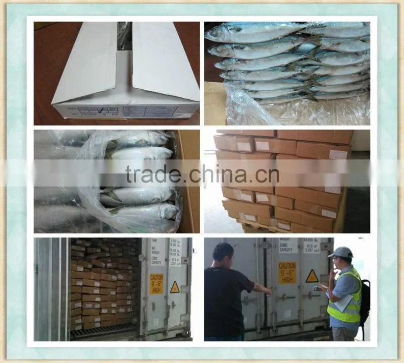Frozen fish Mackerel price