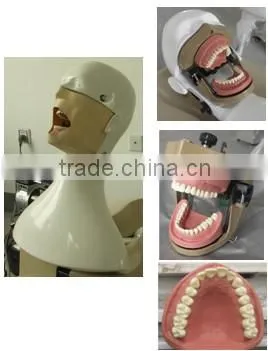 Hot sale and high quality imitation system for dentistry teaching experiment AC-P4