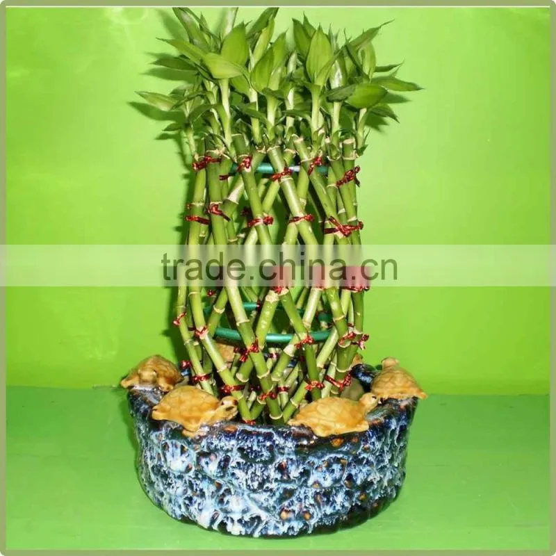 pineapple shape cage shape lucky bamboo air bonsai tree dracaena sanderiana indoor aquatic plants nursery garden decoration