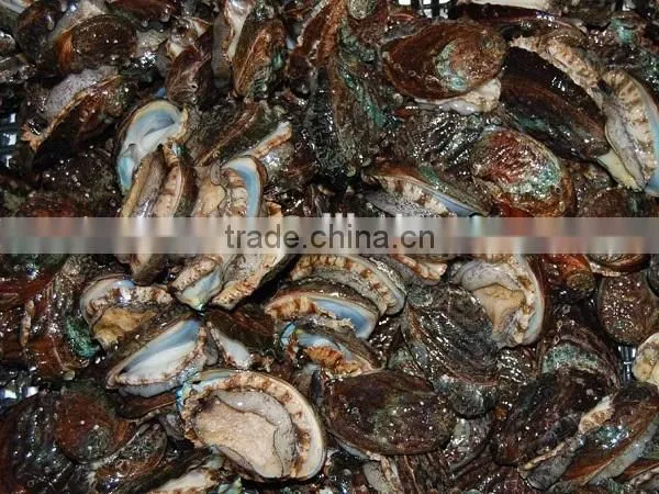 salable fresh abalone