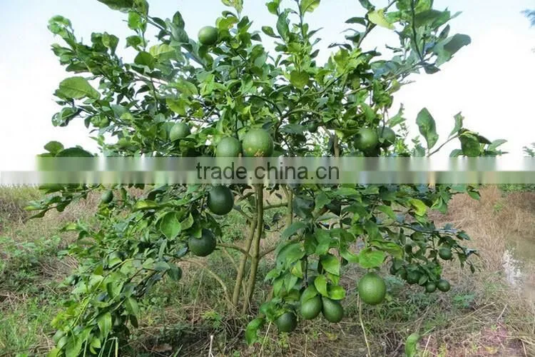 lemon tree seedling