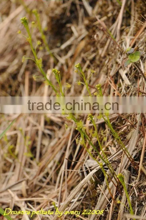 Drosera for medicine