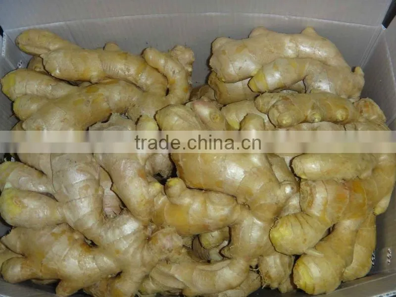 Good qualtity chinese fresh gingers
