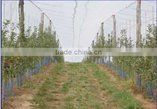 PET WIRE
