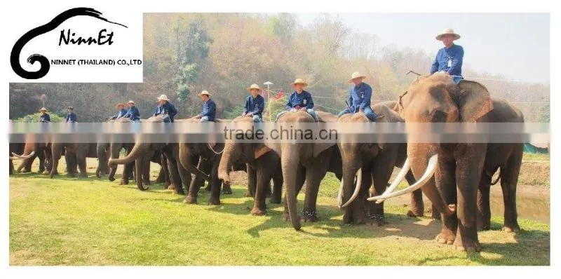 Wood Carved Elephant from Thailand