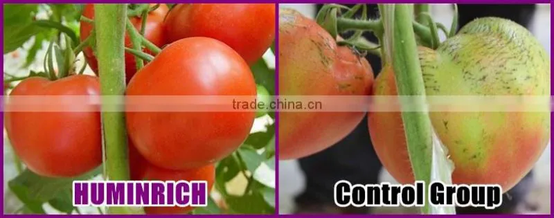 FAQ 39--What Kind Of Organic Fertilizer Can Be Used As Tomato Fertilizer?