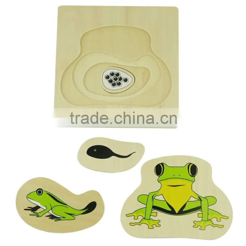 physics teaching aids model Development of Frog