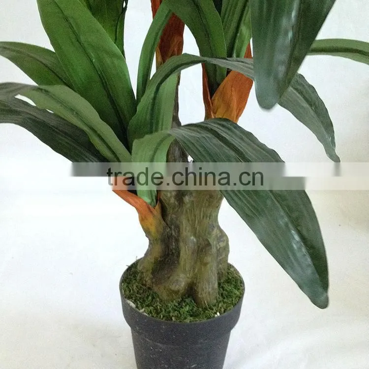 flowering decorative indoor trees