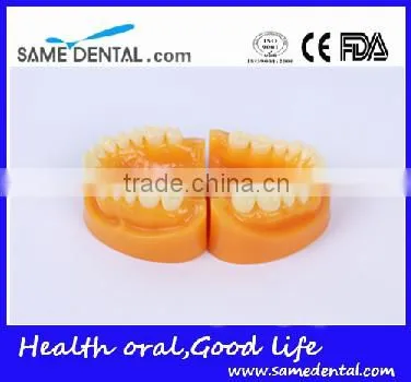 Double-Color dentition model school education teaching model