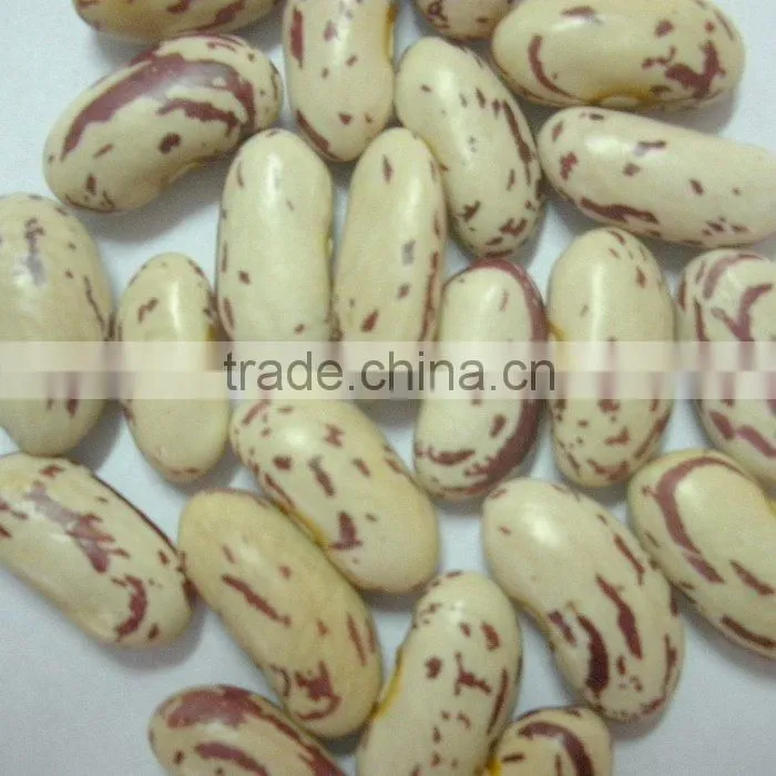 Long Shape Light Speckled Kidney Beans With Yian Type