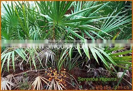 2014 GMP BNP Provides Best Quliaty And Natural pharmaceutical grade saw palmetto