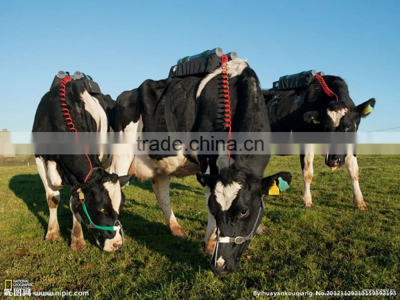 TPU cow ear tag with metal pin in white 70*58 mm