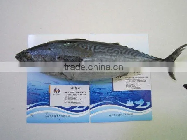 frozen bonito fish whole round for canned