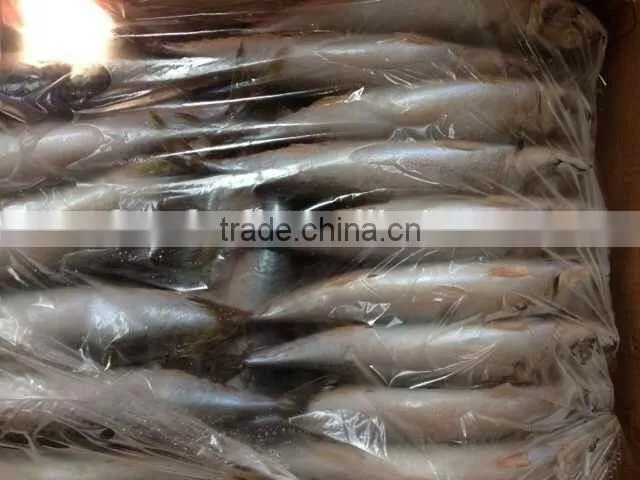 Frozen FIsh Mackerel Fish
